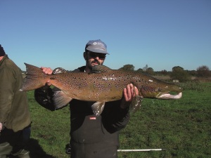 A great Salmon on the Frome