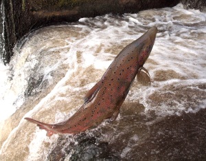 Leaping Salmon