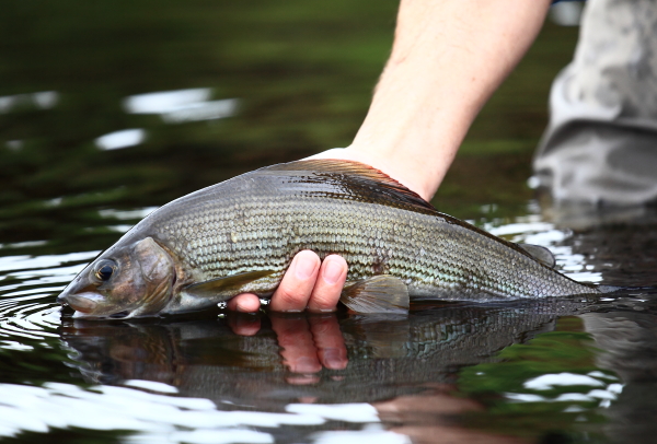 Grayling Research Sampling