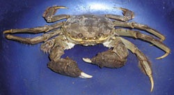 Mitten Crab