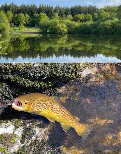 Fishing Holidays @Devon Lake Lodges, Lifton - Devon 