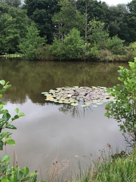 Coarse Fishing Lake at Highampton Lakes Beaworthy - Devon