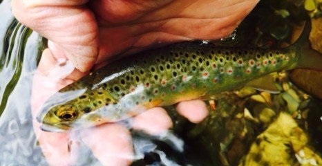 Game Fishing Lance Nicholson Tackle - Dulverton, Somerset Game Fishing Lance Nicholson Tackle - Dulverton, Somerset