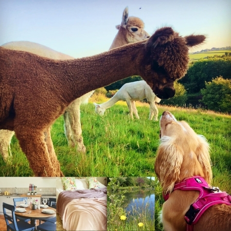 Dog Friendly Coarse Fishing Holiday at Mill Farm Devon Llamas at Mill Farm Fishing Breaks in Devon