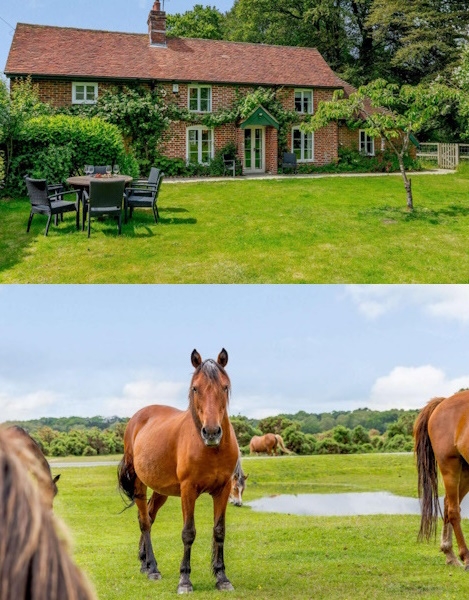 New Forest Living - Hampshire New Forest Living - Hampshire