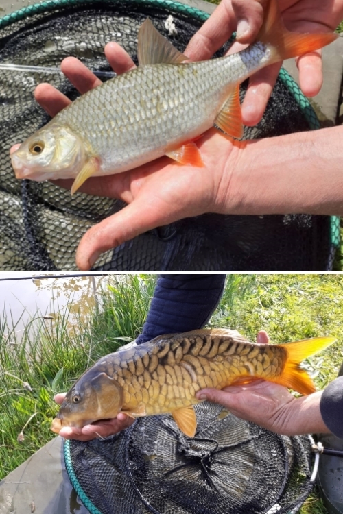 Nice Catch at Thornbury Holiday Park Coarse Fishing Lakes Nice Catch at Thornbury Holiday Park Coarse Fishing Lakes