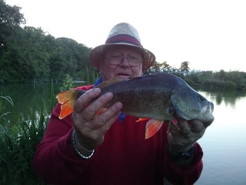 Perch Caught Tarka Swims - Bideford & District Angling Club