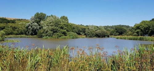 Coarse Fishing Lake Rosewall Camping, Weymouth - Dorset