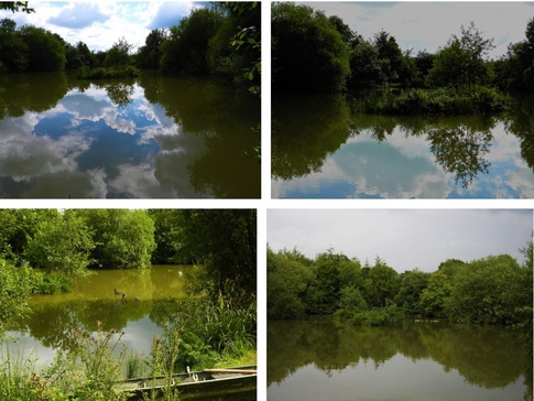Coarse Fishing Lakes at Springfield Meadows Fishery Beaworthy - Devon Coarse Fishing Lakes at Springfield Meadows Fishery Beaworthy - Devon