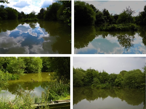 Coarse Fishing Lakes at Springfield Meadows Fishery Beaworthy - Devon