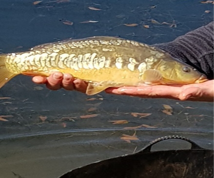 Coarse Fishing Breaks @ Spring Lakes Campsite & Fisheries Bude - Cornwall