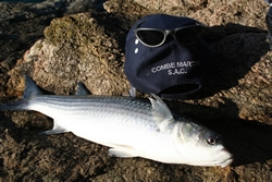 Combe Martin Sea Angling Club