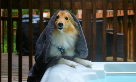 Dog Friendly Breaks - Forest Holidays Dog Friendly Breaks - Forest Holidays