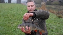 Great looking Perch from Sturminster and Hinton Angling Association Fishery Great looking Perch from Sturminster and Hinton Angling Association Fishery
