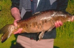 Fishing at Tan House Farm Lake Yate, Somerset Fishing at Tan House Farm Lake Yate, Somerset