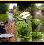 Avon and Tributaries Angling Association Fishing