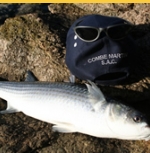 Combe Martin Sea Angling Club