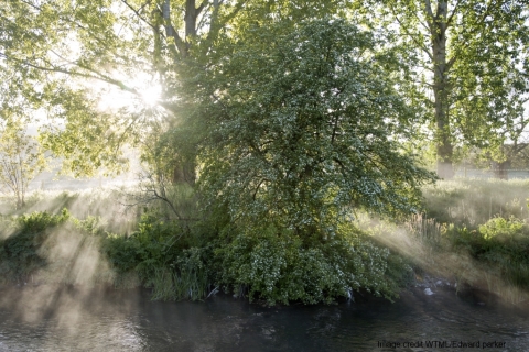 Cool Rivers - the Woodland Trust