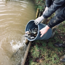 Fish stocking Club Brunel